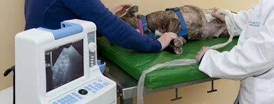 Poliklinika Weterynaryjna. Uniwersytet Warmińsko - Mazurski